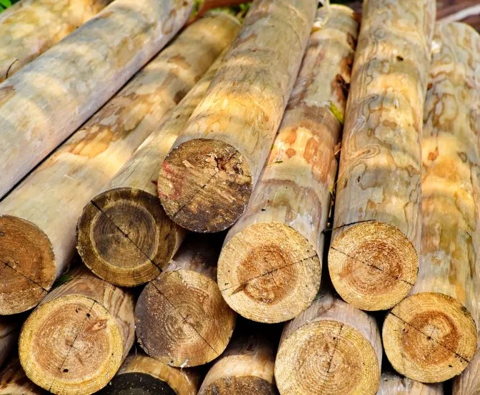 Indian Rosewood